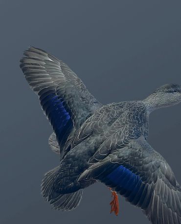 Black duck mounted flying on driftwood.