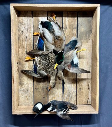 Mallard drake and hen, gadwall, and hooded merganser on a dead mount