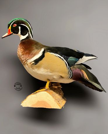 Standing wood duck mount
