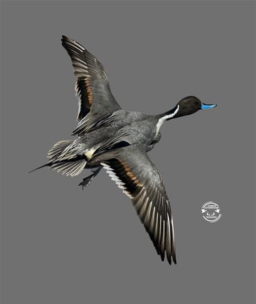 Pintail flying mount on driftwood