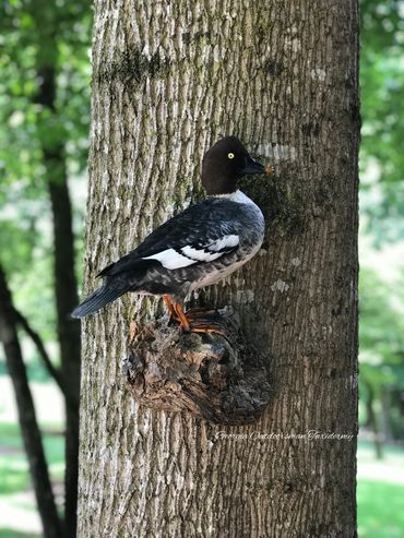 Common Goldeneye hen mount 