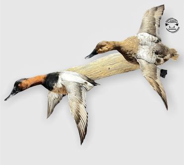 Canvasback duck mount flying 