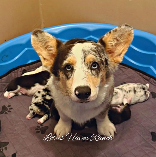 Corgi with her puppies in a blue plastic pool.