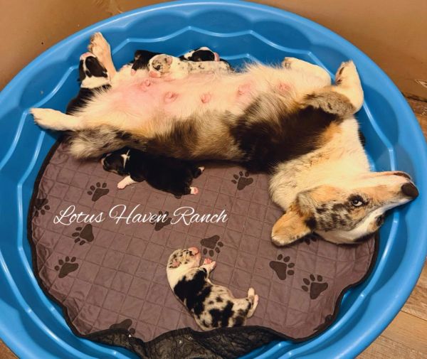 Mother dog lying on back with puppies in a blue bed.