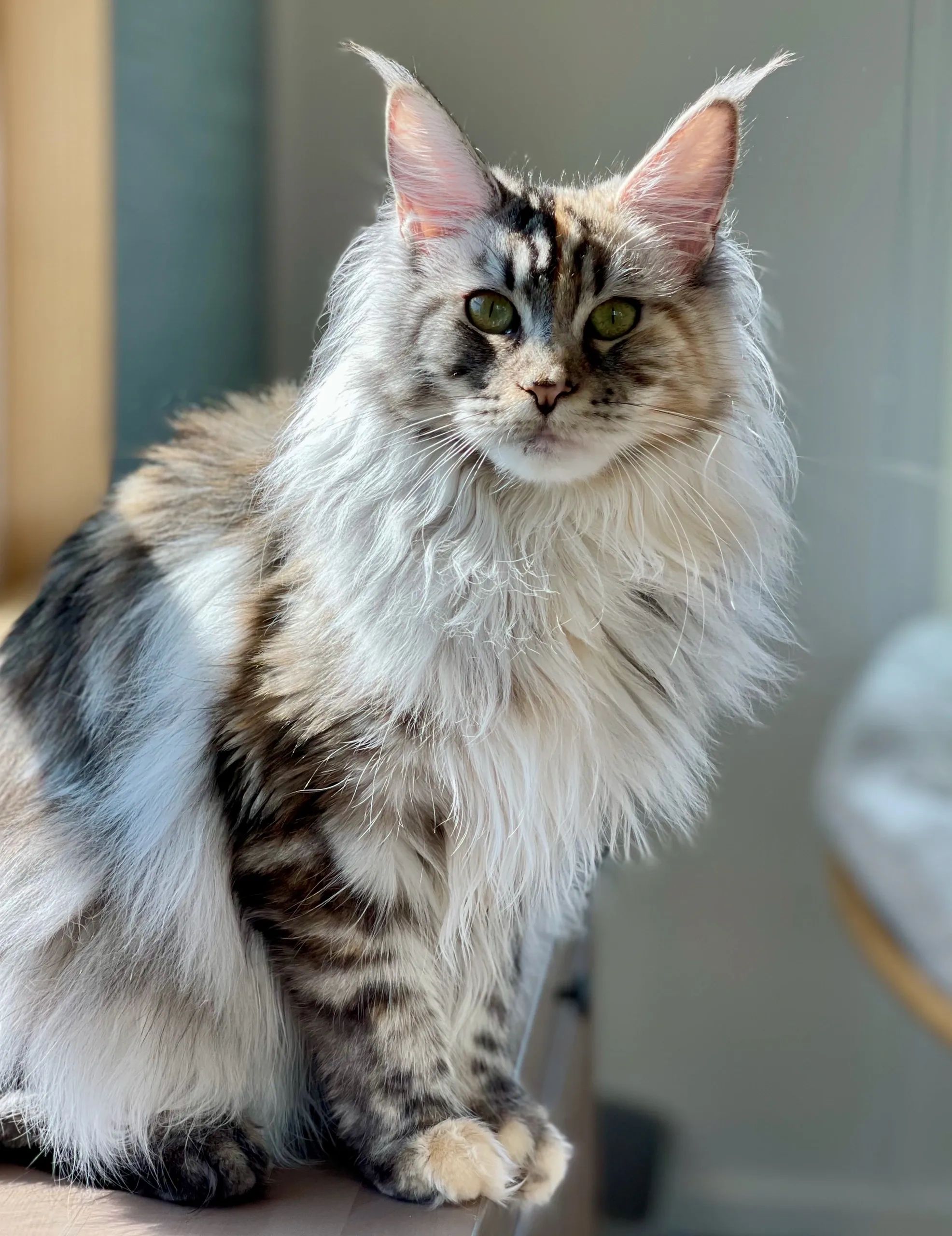 silver maine coons