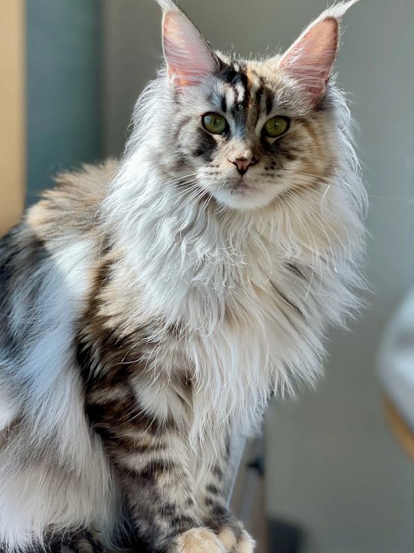 Considering A Maine Coon Cat Seeking Insights! R/mainecoons, 55% OFF