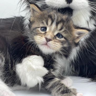 Maine Coon Kittens for Sale - Dark Paws Maine Coon Kittens