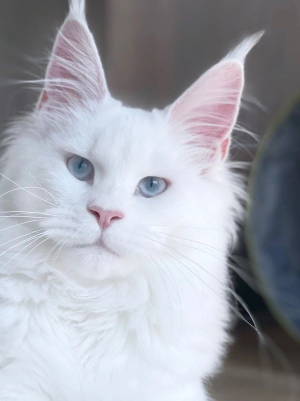 White Maine Coon with blue eyes