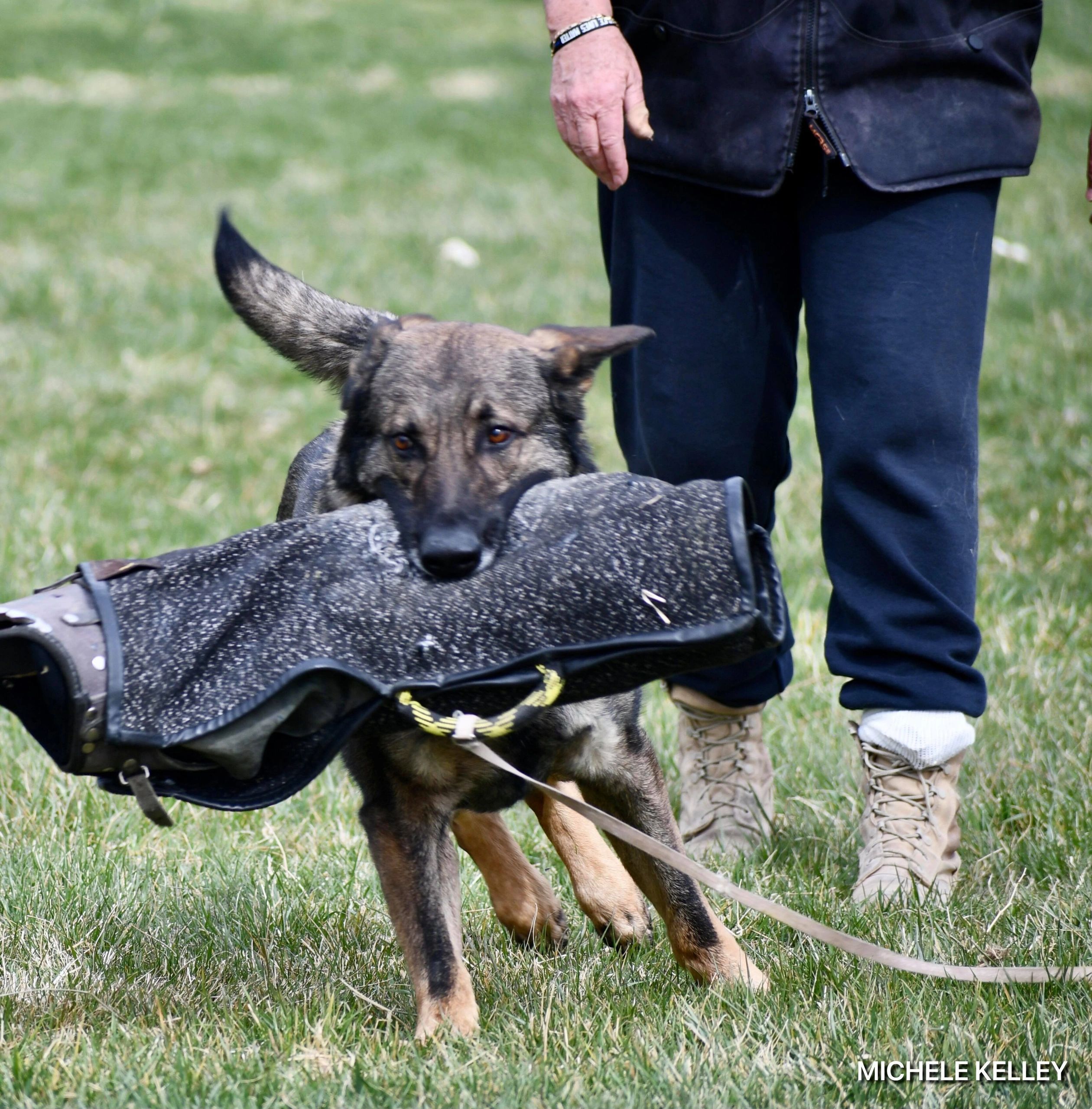 Schutzhund club training in Pahrump, Nevada