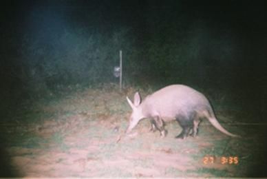anteater.jpg