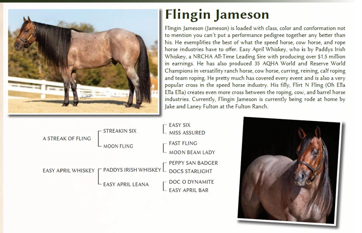 Profile and pedigree of Flingin Jameson horse with two images.