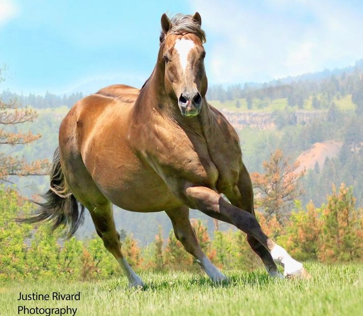 Broken Heart Ranch Super Frost
Palomino Quarter Horse Stallion
Pederson Red Angus
 