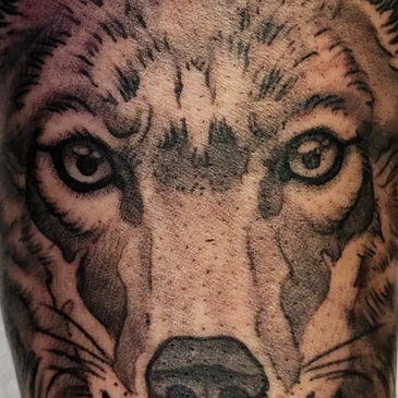 black and gray shaded illustration coyote tattoo 