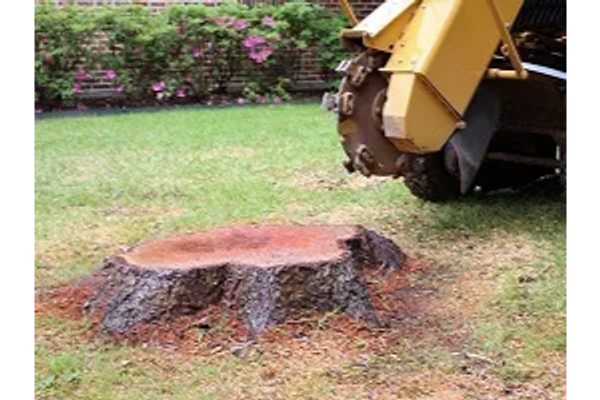the entire tree stump and root ball are completely excavated from the ground
