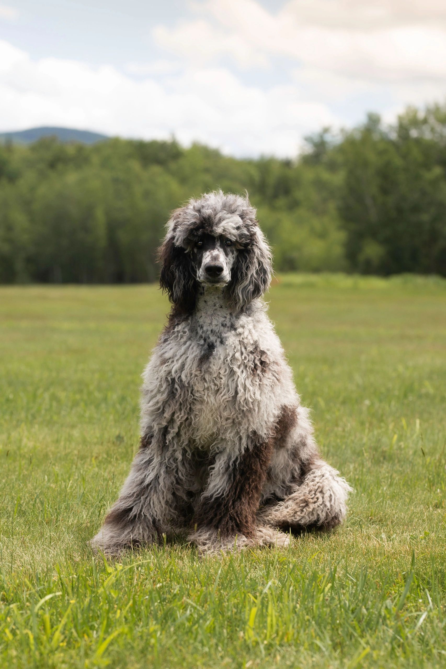 Merle poodle female