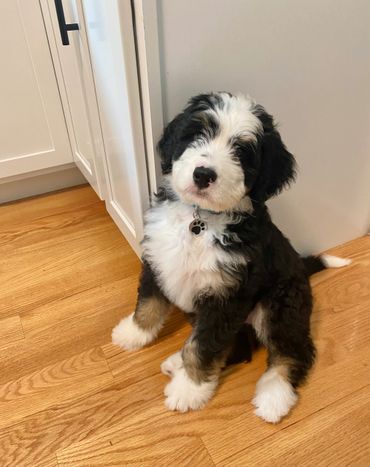 Bernedoodles 