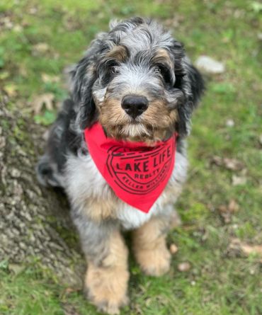 Merle Bernedoodles 