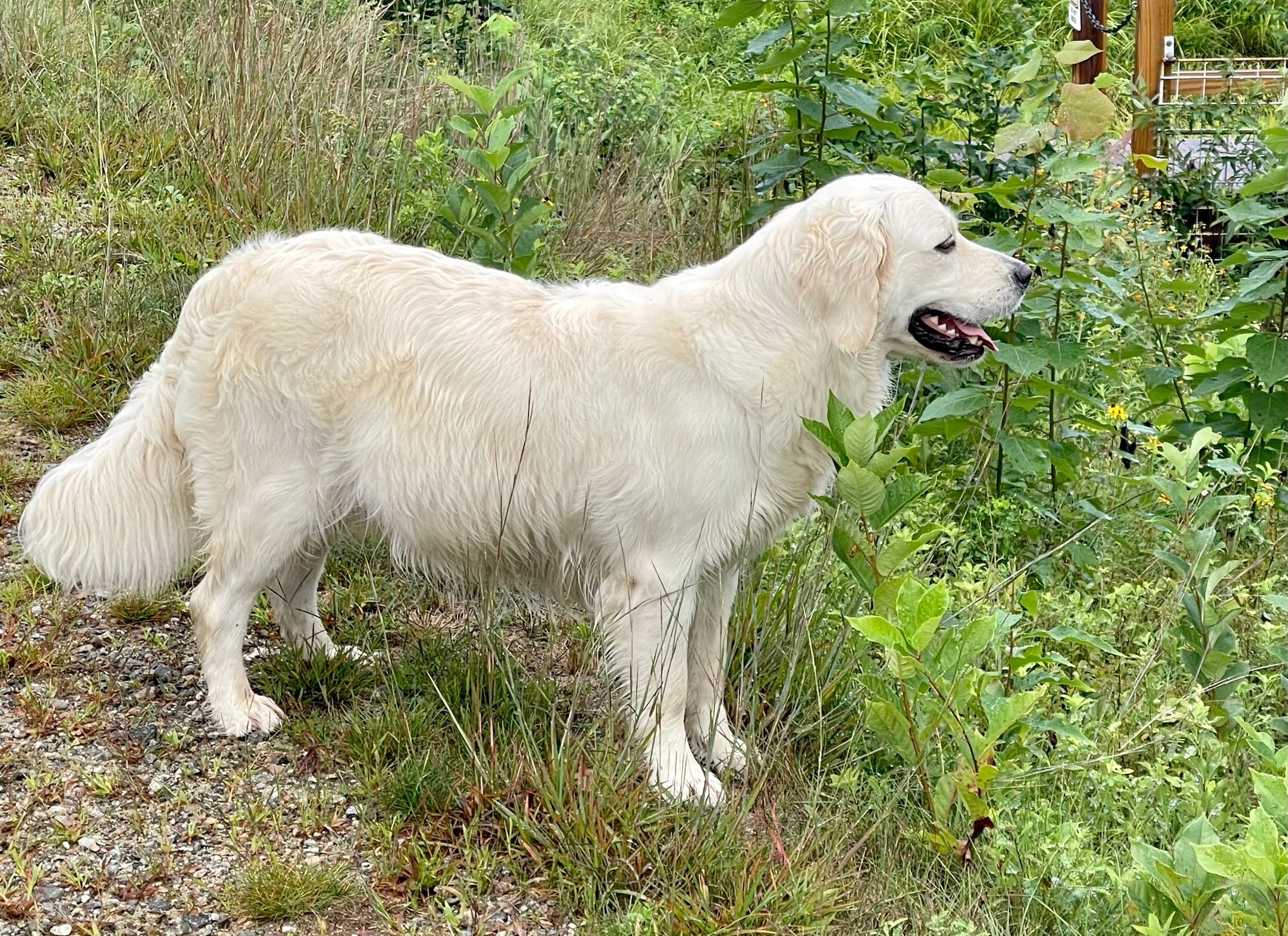 English cream golden retriever 