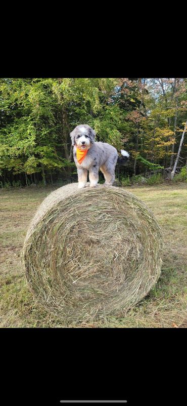 Fluffy dog with an orange bandana stands on a hay bale outdoors.