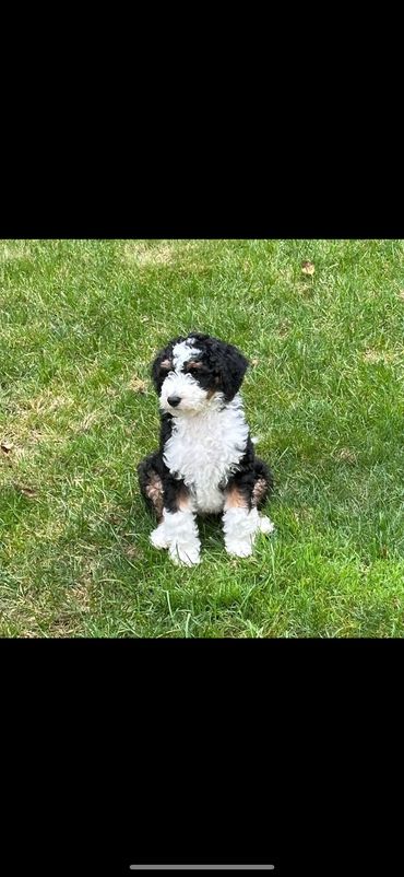 A fluffy black, white, and brown puppy sitting on green grass.