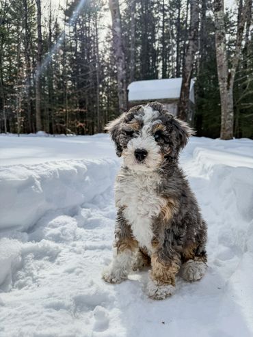 A fluffy tricolor puppy sits in the snow in a forest clearing.