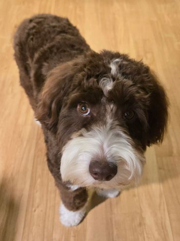 Curious brown and white dog looking up on wooden floor.
