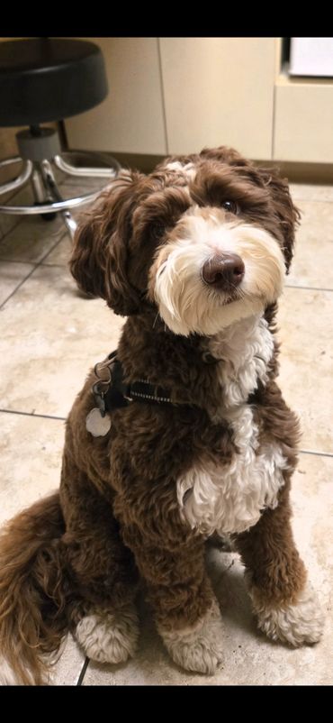 Curly brown and white dog sitting on tiled floor indoors.