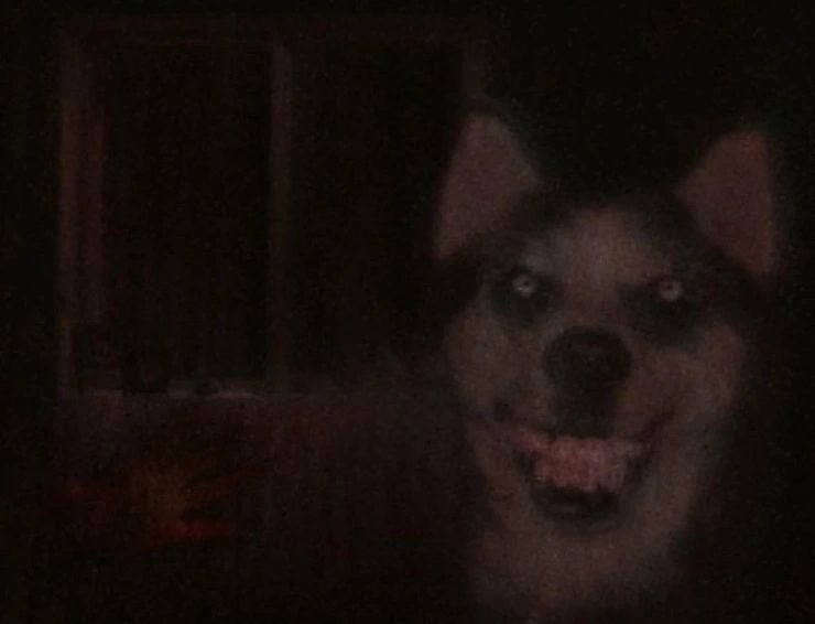 Smile Dog original image. Smile Dog original image.