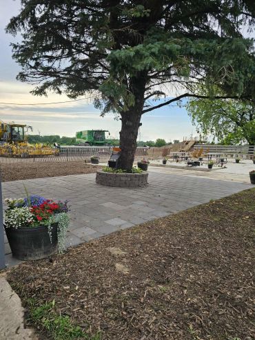 Tree in a paved outdoor area with construction equipment