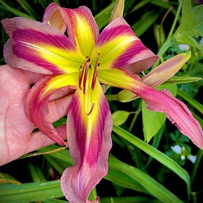 « Collection d'hémérocalles colorées au Jardin de Stéphanie à L'Islet-sur-Mer »