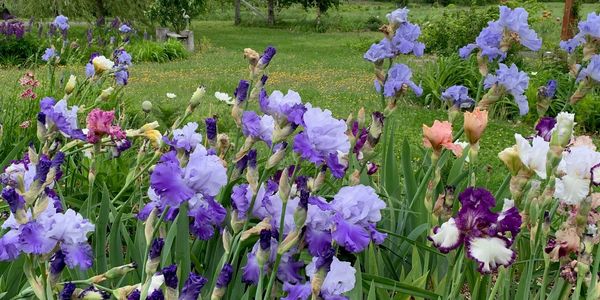 iris au Jardin de Stéphanie