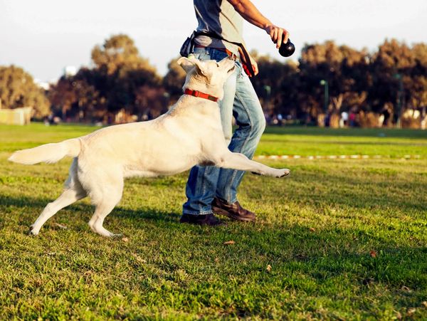 A dog eagerly waits to fetch a ball thrown by its owner in a park.