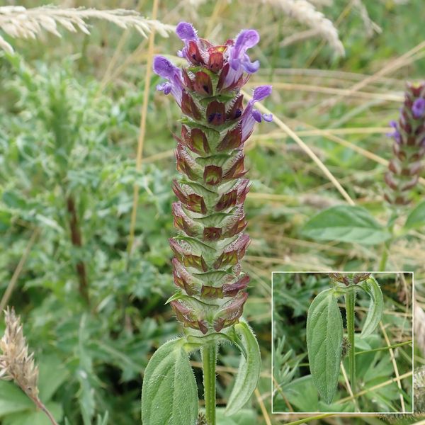 Selfheal (Prunella vulgaris), Cornton, Stirling, July 27 2026