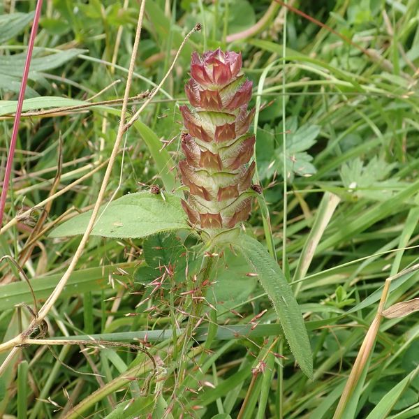 Selfheal (P. vulgaris), Cornton, Stirling, July 27 2026