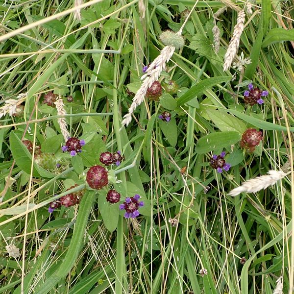 Selfheal (P. vulgaris), Cornton, Stirling, July 27 2026