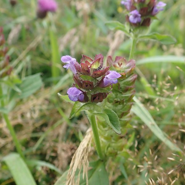 Selfheal (P. vulgaris), Cornton, Stirling, July 27 2026