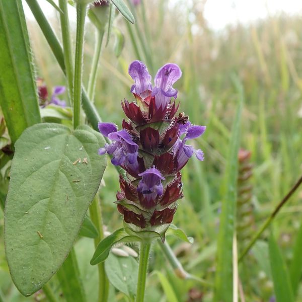 Selfheal (P. vulgaris), Cornton, Stirling, July 27 2026