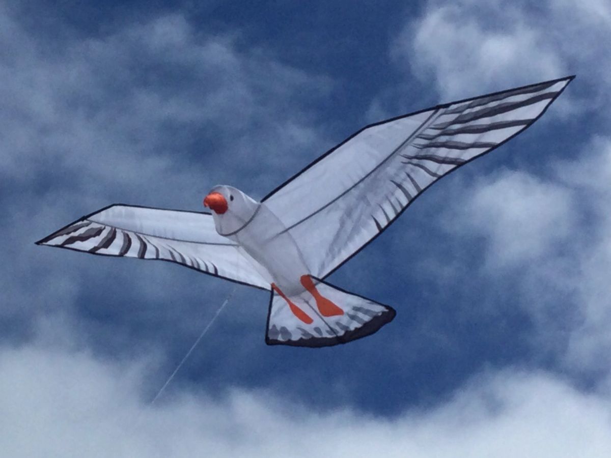 Super Seagull!