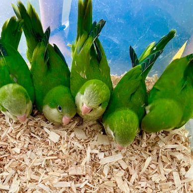 Green Quaker Parrots by "Pets4You Canada Inc."
