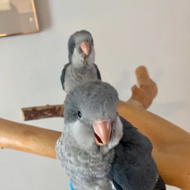 Cobalt  Quaker Parrots by "Pets4You Canada Inc."
