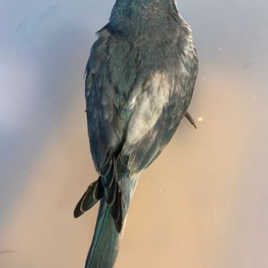 A Blue Pied Quaker Parrot by "Pets4You Canada Inc."