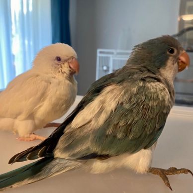 An Ailbino and a Blue Pied Quaker Parrot by "Pets4You Canada Inc."