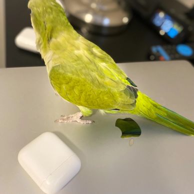 An Opaline Green Quaker Parrot by "Pets4You Canada Inc."