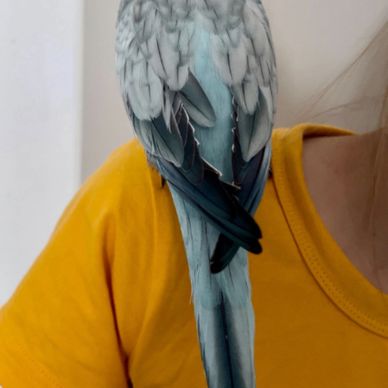 An Opaline Blue (Dark Factor) Quaker Parrot by "Pets4You Canada Inc."