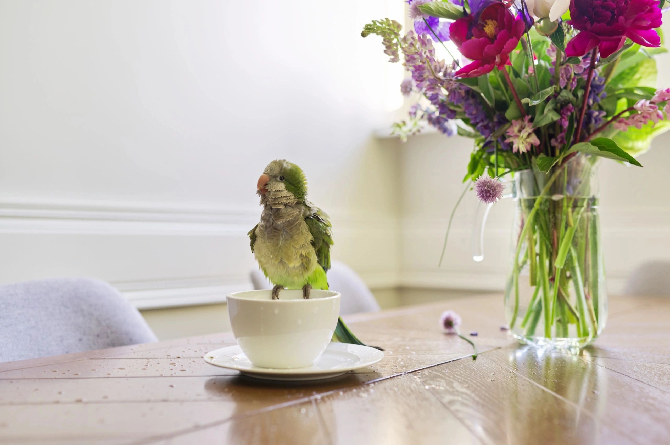 Exotic Birds Breeder / Quaker Parrots of Canada / Monk Parakeets 