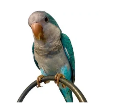 A Blue Quaker Parrot by "Pets4You Canada Inc."