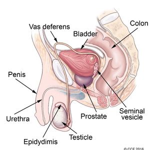 prostate disease