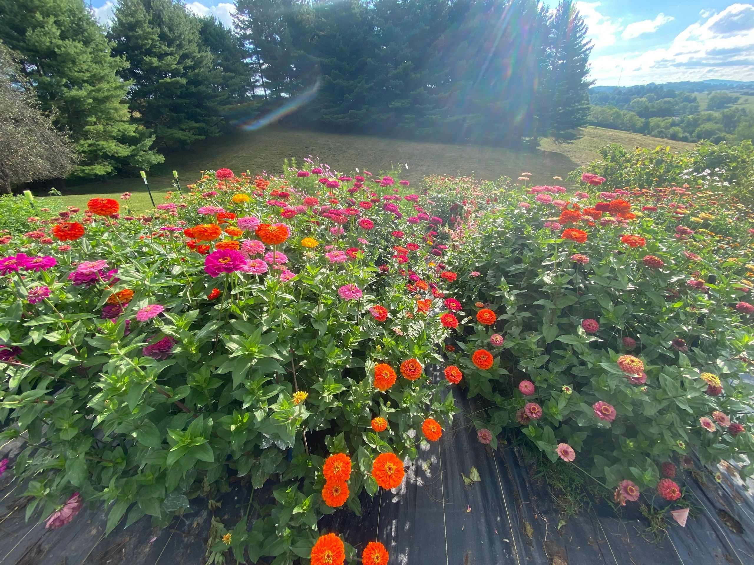 A Few Lessoned Learned as a Beginning Flower Farmer