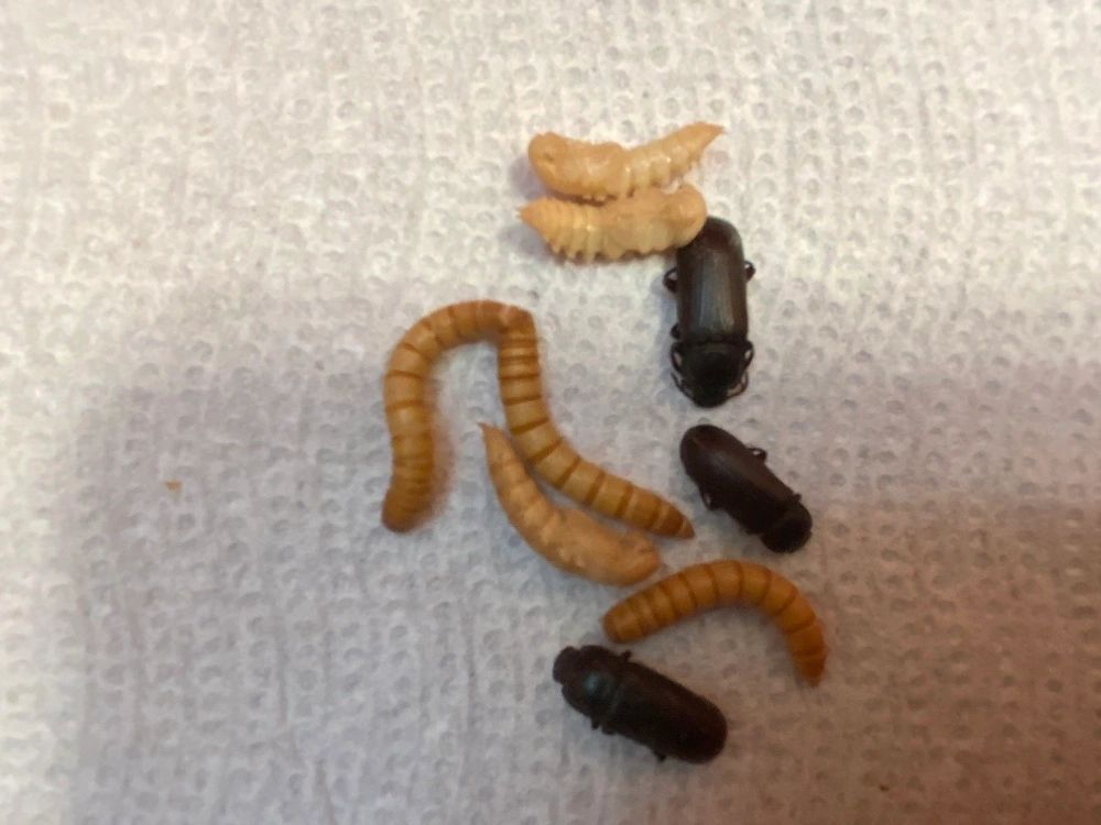 Mealworms colony starter