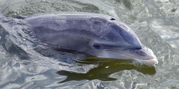 A dolphin's head breaking through the water surface.